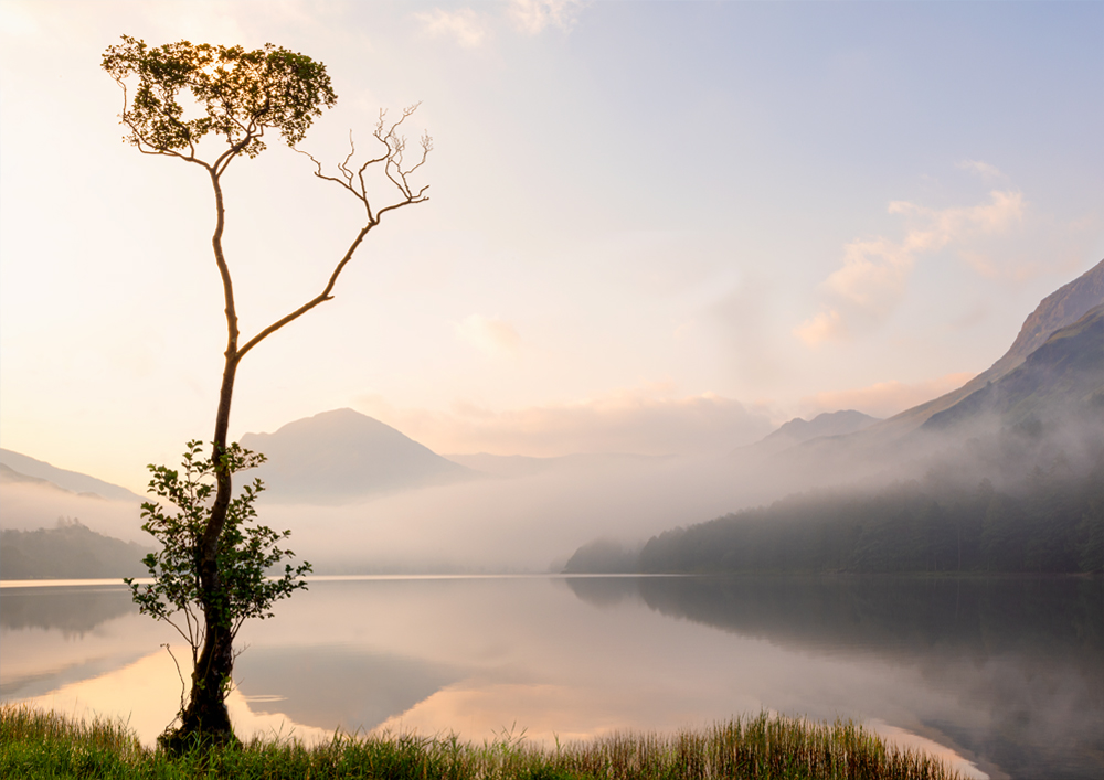 Northern Wild landscape Photography - Lone tree on Buttermere during a very atmospheric misty morning, Lake District UK