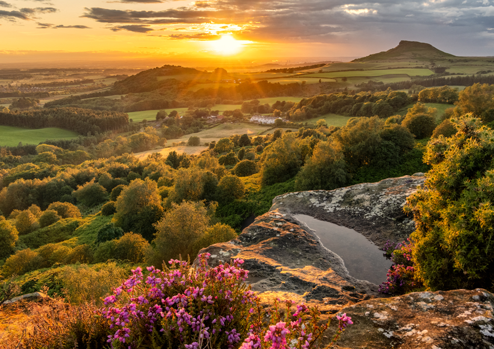 Roseberry Topping sunset taken from Cockshaw Hill on the North York Moors, England. Landscape Photography showing vivid flowering purple Heather. Mounted print. Wall Art.