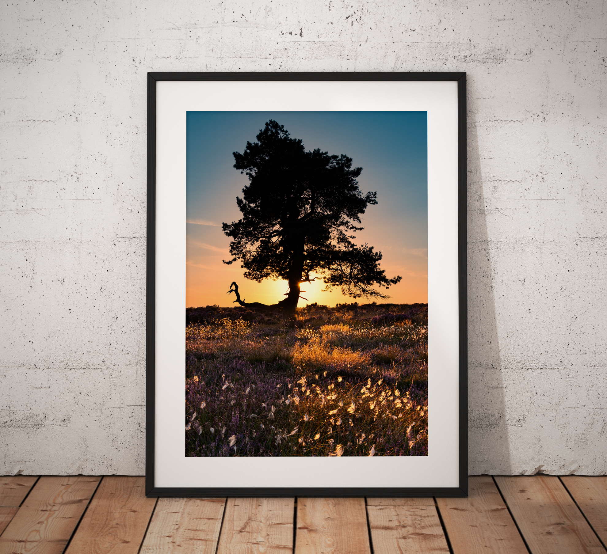 Cotton Grass Lone Tree sunset. Landscape Photography, North York Moors, UK