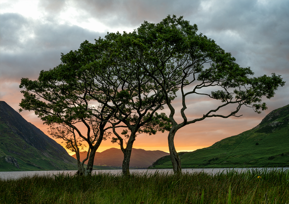 Lake District Landscape Photography showing a group of trees during a sunset on Crummock Water. UK