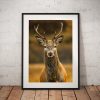 Northern Wild Landscape Photography - Stag Deer Scottish Highlands, Wildlife Scotland