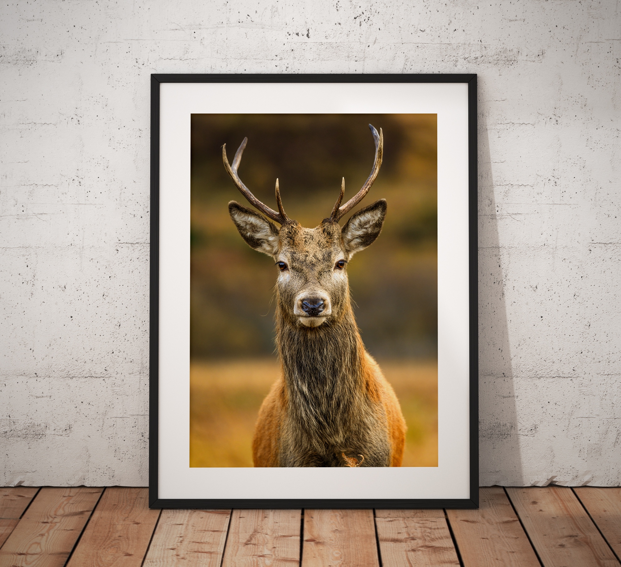 Northern Wild Landscape Photography - Stag Deer Scottish Highlands, Wildlife Scotland