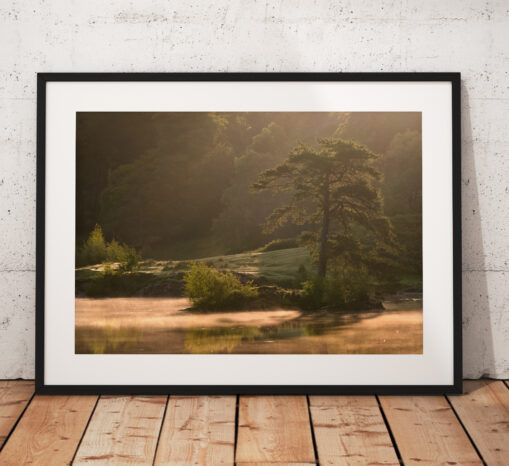 A misty morning at Tarn Howes, Coniston, Lake District. Wall Art