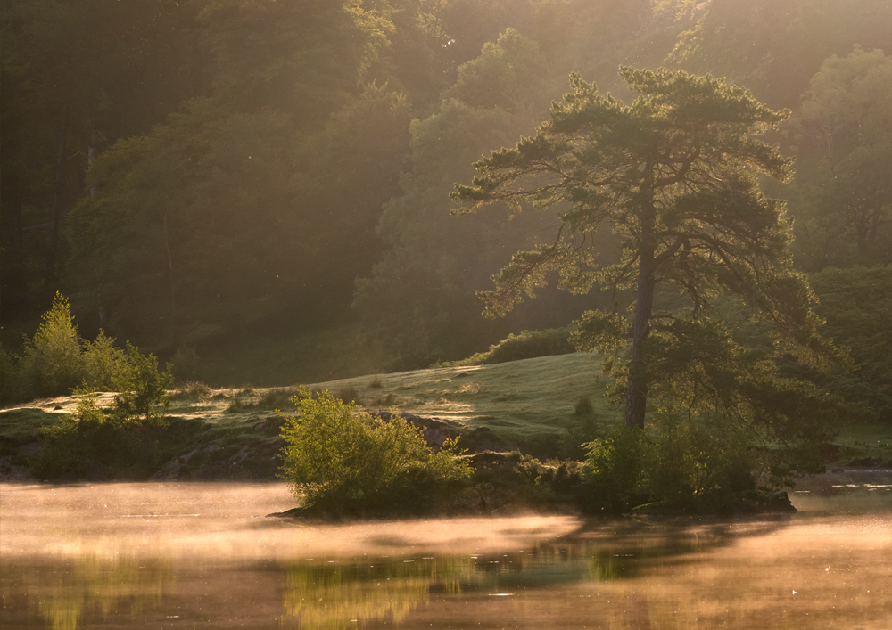 A misty morning at Tarn Howes, Coniston, Lake District. Wall Art