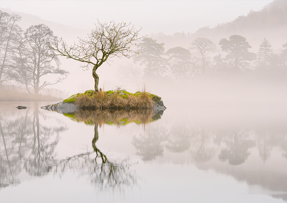 Beautiful calm misty lone tree landscape photograph taken on Rydal Water, Lake District, England. Wall Art