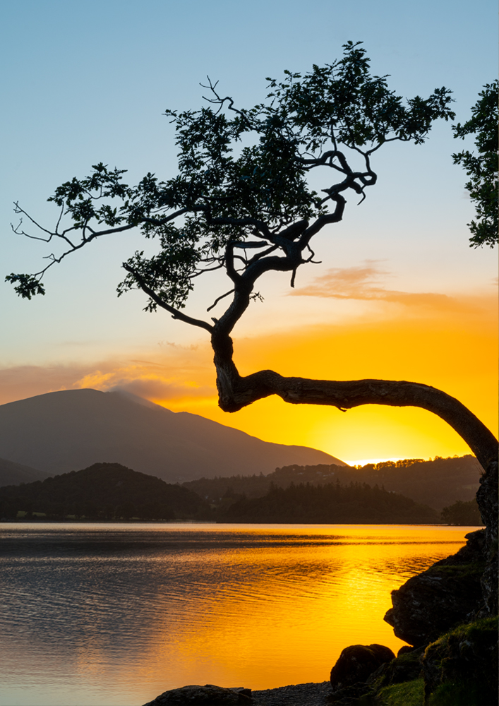 Lake District Landscape Photography showing a sunrise at a lone tree at Otterbield Bay on Derwentwater, Lake District UK. Wall Art print