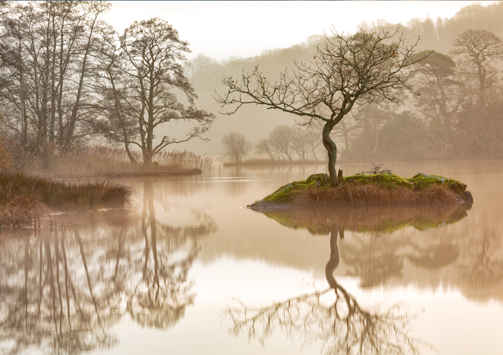 Northern Wild Landscape Photography - Lone Tree Lake District Landscape Photography taken on a misty morning at Rydal, England. Wall Art