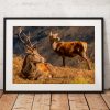 Northern Wild Landscape Photography - Stag Deer and Doe Glen Etive, Scottish Highlands, Wildlife Scotland