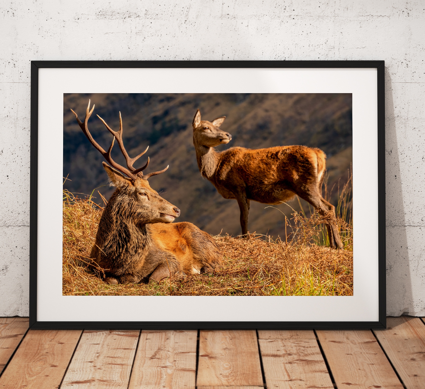 Northern Wild Landscape Photography - Stag Deer and Doe Glen Etive, Scottish Highlands, Wildlife Scotland