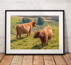 A pair of lovely Scottish Highland Cows in the sun forming the Yin & Yang shape.