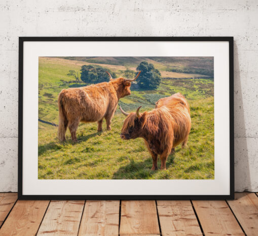 A pair of lovely Scottish Highland Cows in the sun forming the Yin & Yang shape.