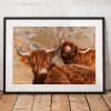 Funny Highland Cows