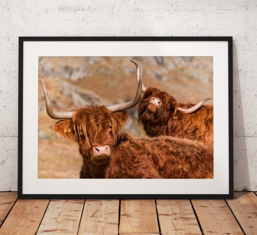 Funny Highland Cows