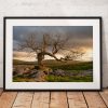 Beautiful Lone tree photograph showing the warm sunrise glow in the Yorkshire Dales. England, Fine Art, Home Decor