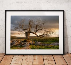 Beautiful Lone tree photograph showing the warm sunrise glow in the Yorkshire Dales. England, Fine Art, Home Decor