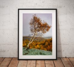 Lake District Landscape Photography, Autumn tree, Hodge close, Cumbria, England. Landscape Photo. Mounted print. Wall Art.