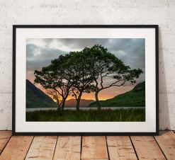 Lake District Landscape Photography showing a  group of trees during a sunset  on Crummock Water. UK
