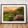Landscape photography print Roseberry Topping Sunset glow  Heather wild flower North York Moors English countryside mounted fine art print