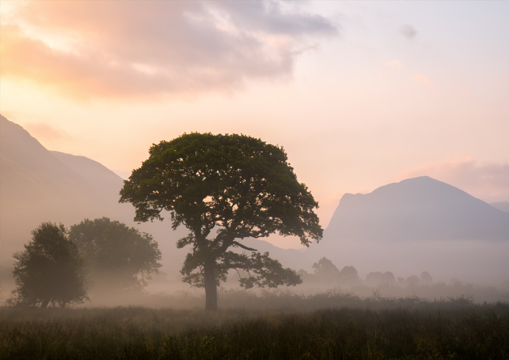 Lake District Landscape Photography showing a very atmospheric misty tree during a sunrise at Crummock water with haystacks mountain. UK