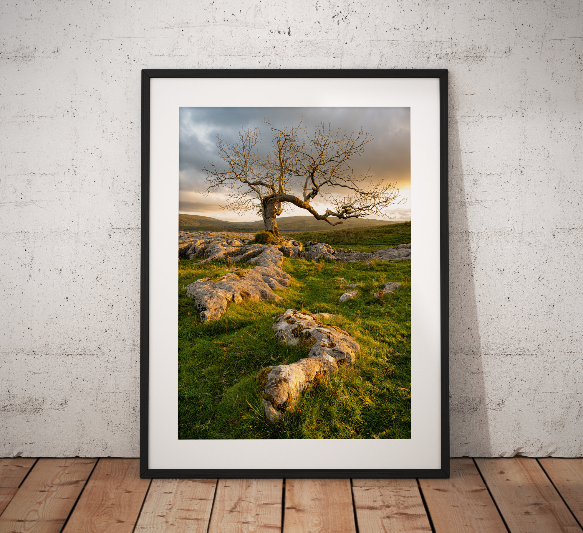 Photograph of a dramatic Lone tree on Limestone pavement showing the warm sunrise glow in the Yorkshire Dales. England, Fine Art, Home Decor