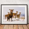 Wildlife photo of a Red Deer herd in Glencoe, Scottish Highlands, nature, Scotland, Winter, Snow
