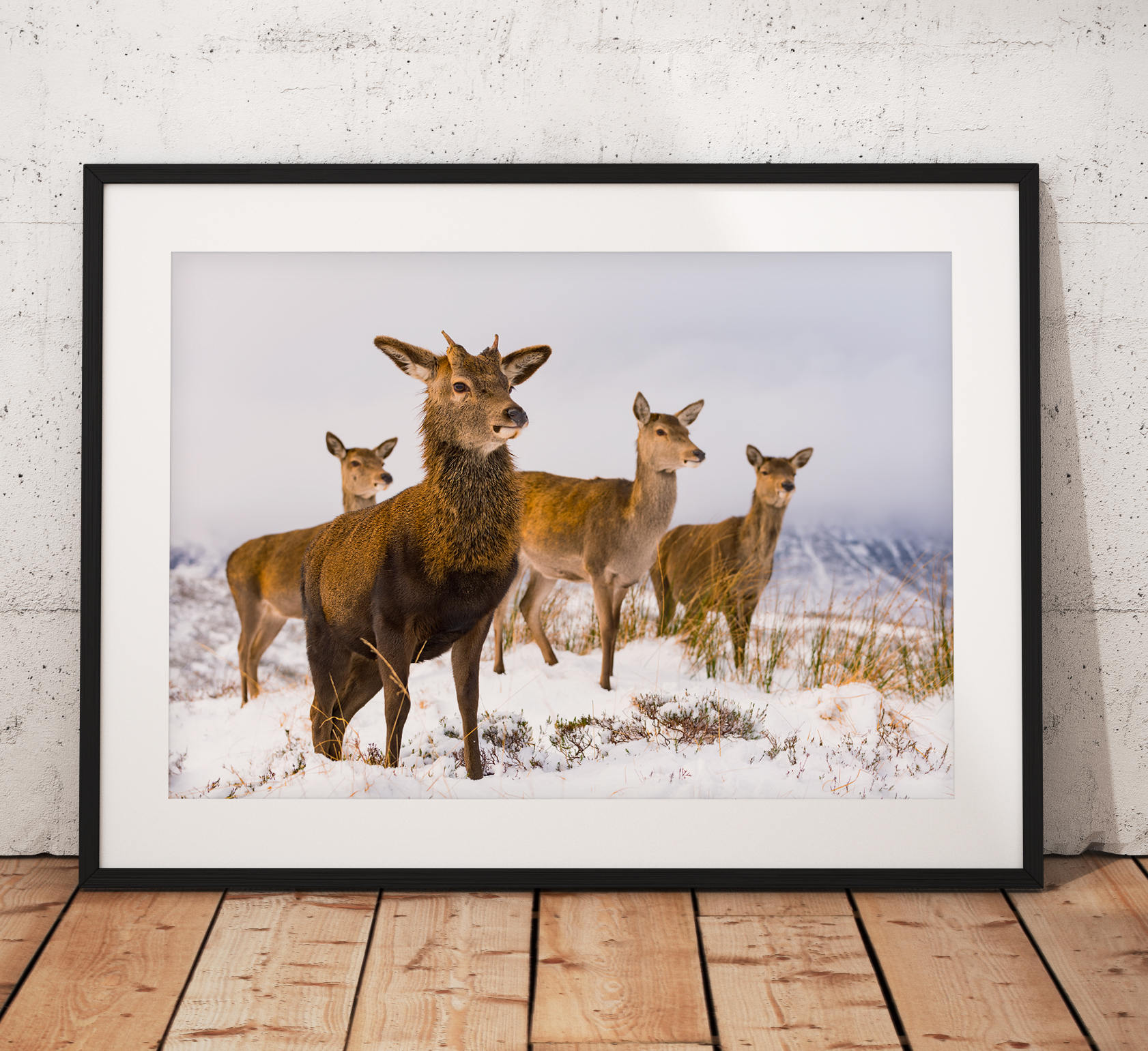 Wildlife photo of a Red Deer herd in Glencoe, Scottish Highlands, nature, Scotland, Winter, Snow